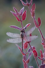 Schönheit in rot