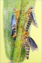 Cicadella viridis