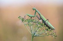 Mantis