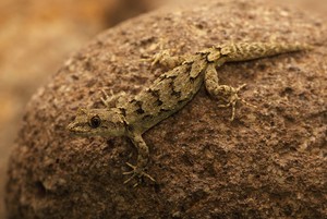Kotschy's Gecko /Cyrtopodion kotschyi/