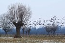 Wildgänse