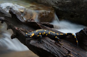 Feuersalamander