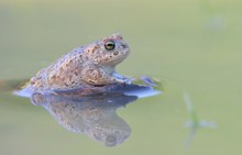 Bufo calamita