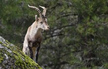 Iberischer Steinbock