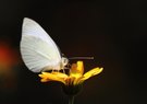 Weißling auf Ringelblume