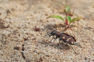 Einen Sandlaufkäfer