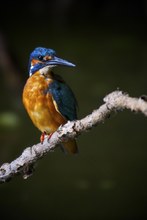 Eisvogel (Alcedo atthis)