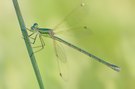 Southern Emerald Damselflies