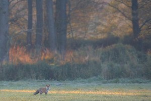 Fuchs statt Hirsch...