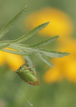 Grünes Minibüffelchen,Büffelzikade