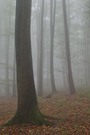 oktoberlicher Nebel im Waldmeisterbuchenwald