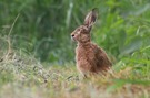 Feldhase (Lepus europaeus)