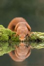 Red Squirrel