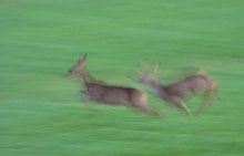 hochflüchtige Rehe