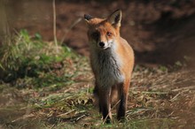 Vulpes vulpes