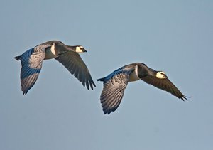 Die schöne Insel Hiddensee...