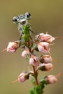 >>Kleine Binsenjungfer