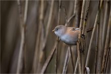 Bartmeise (Panurus biarmicus)