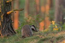 Sonnenuntergang im Kiefernwald