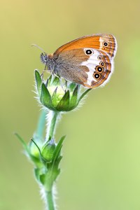 Eine Schönheit