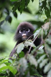 Südlicher Brillenlangur  (Trachypithecus obscurus)