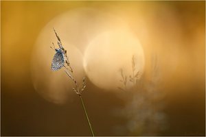 Goldener Oktober