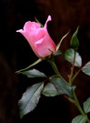 Letzte Rose 2013