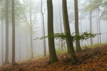 Nebel