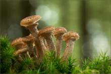 hallimasch ( Armillaria mellea )