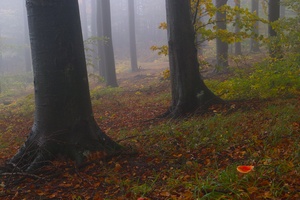 Fliegenpilz im Wald