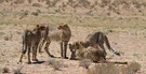 Cheetahs - Kgalagadi National Park Südafrika