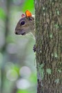 Amerikanisches Grauhörnchen im Zypressenwald