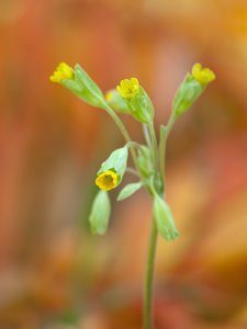 Herbst-Schlüsselblume