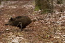 Wildschwein