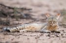 Wildkatze in der Kalahari