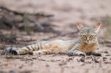 Wildkatze in der Kalahari