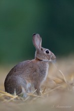 Wildkaninchen