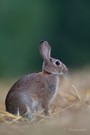 Wildkaninchen