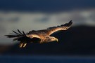 Seeadler