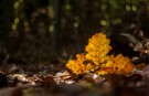 Herbstgold