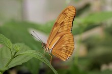 Dryas iulia Schmetterling