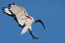 Heiliger Ibis