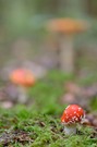 Fliegenpilze
