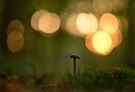 Herbstlicht