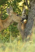 "...Apfel..."