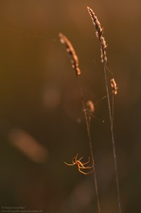 Im Abendlicht..........