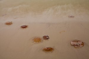 Quallen am Ostseestrand