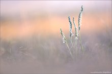 Herbst-Wendelorchis