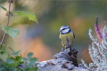 Blaumeise (Cyanistes caeruleus)