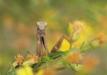 Mantis in den Blumen (2)